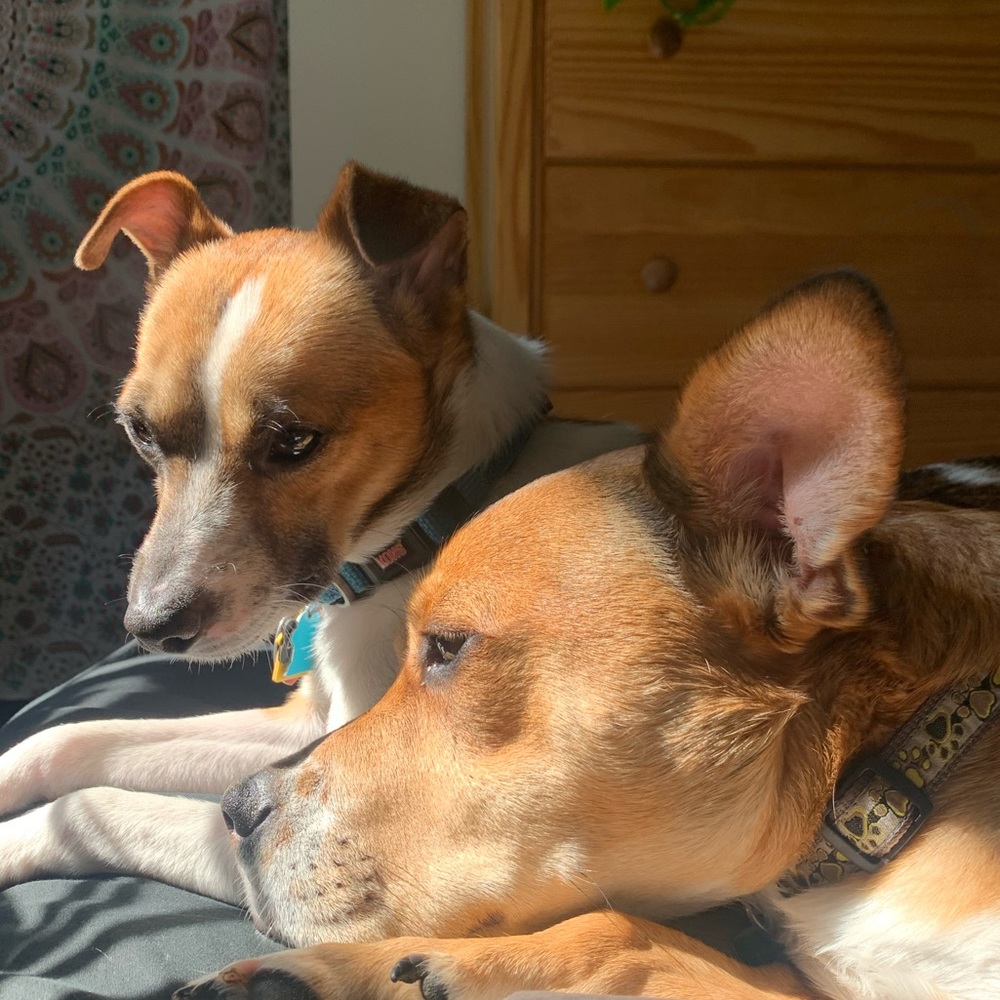 Meet your Posher, Lily